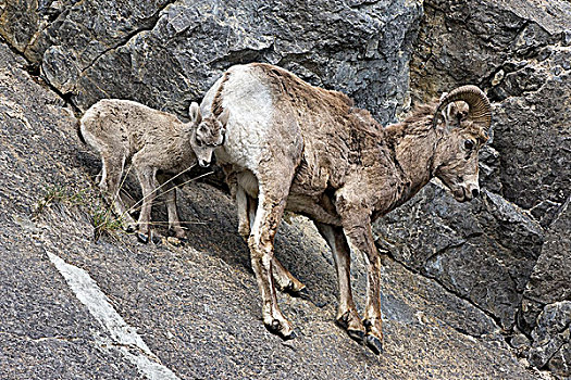 大角羊,母羊,羊羔,靠近,药湖,碧玉国家公园,艾伯塔省
