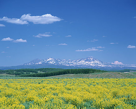 田芥菜,地点,山