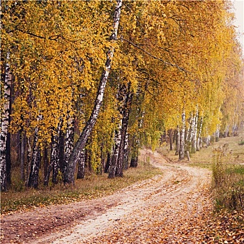 秋日树林,道路