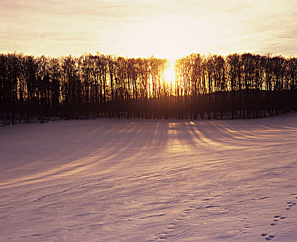 冬天,日落,靠近,巴登符腾堡,德国,欧洲