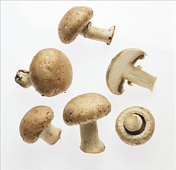 几个,褐蘑菇,一半,蘑菇