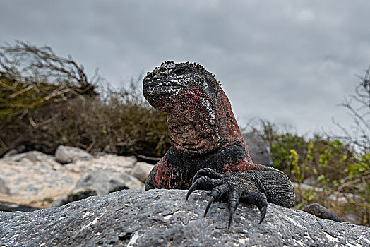 海鬣蜥,沿岸,石头,西班牙岛,加拉帕戈斯群岛,厄瓜多尔