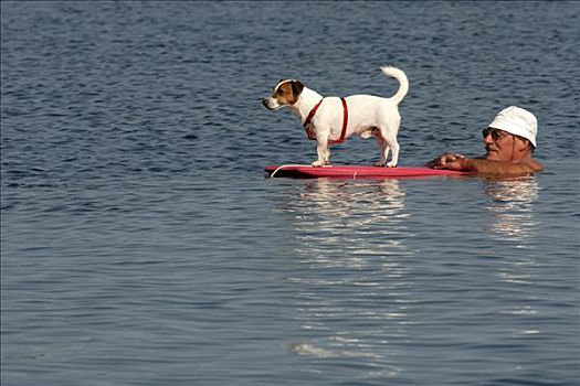 狗,漂浮,男人,游泳