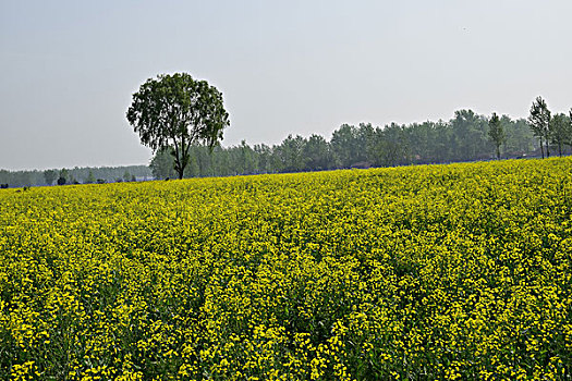 油菜花