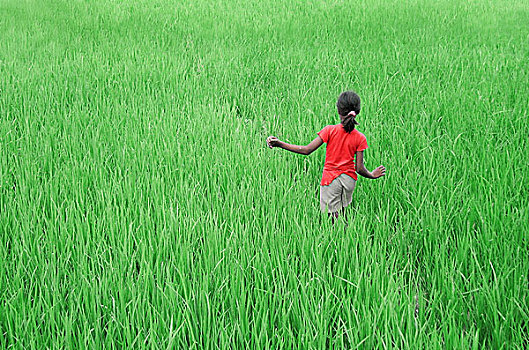 孩子,稻田,孟加拉