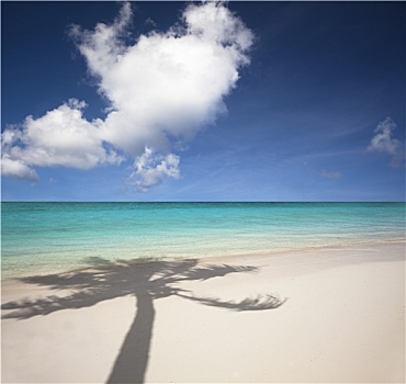 漂亮,白沙滩,棕榈树,影子