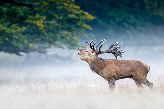 赤鹿,鹿属,鹿,晨雾,吼叫,发情期,丹麦,欧洲