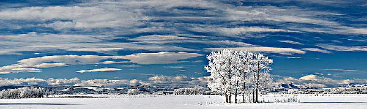 霜,树,靠近,艾伯塔省,加拿大