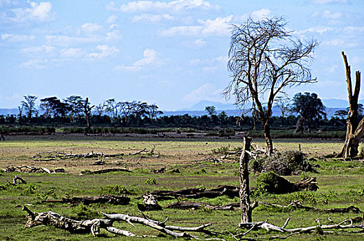 肯尼亚,安伯塞利国家公园,公园,树,毁坏,大象
