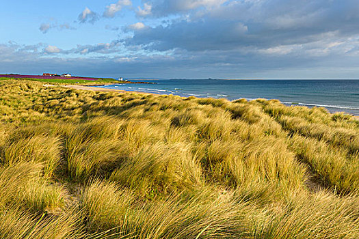 沙丘草,海滩,北海,诺森伯兰郡,英格兰,英国