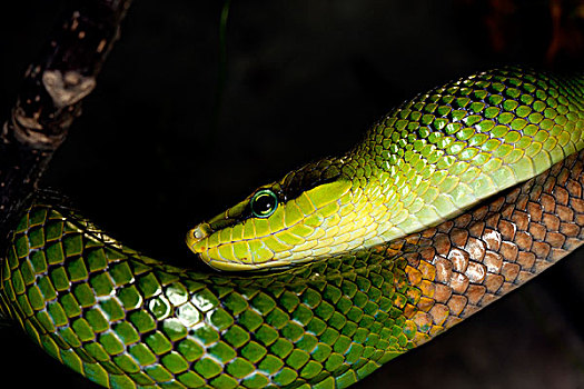 红尾的,绿色,蛇,成年