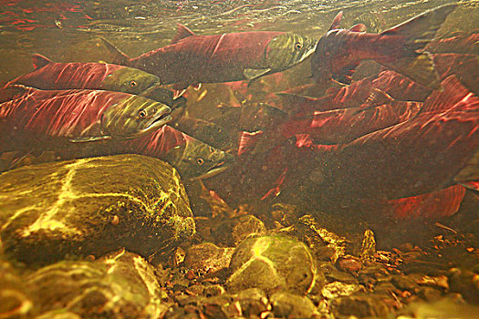 水下,红大马哈鱼,产卵,迁徙,河,设施,靠近,不列颠哥伦比亚省
