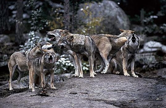 灰狼,狼,哺乳动物,牧群,叫喊,巴伐利亚森林,德国,欧洲,动物