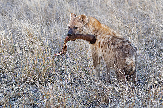 斑鬣狗,站立,成年,块,肉,嘴,晚上,克鲁格国家公园,南非,非洲