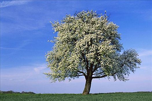 梨树,巴伐利亚,德国