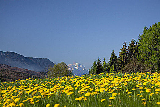 蒲公英,草地,靠近,山,楚格峰,高山,巴伐利亚,德国