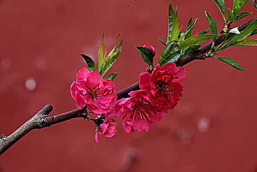 春季花卉