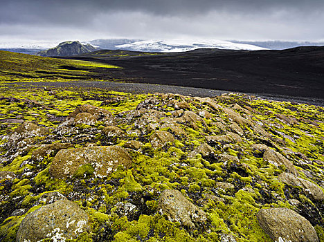 石头,苔藓,南,冰岛