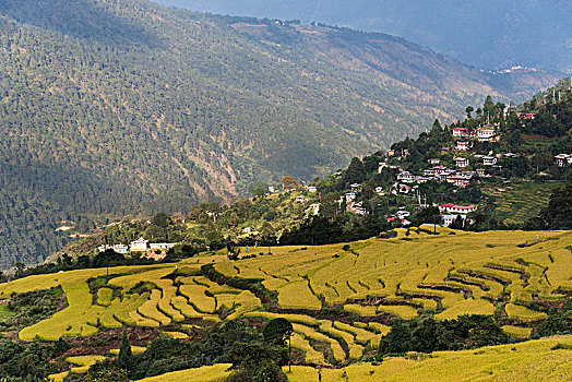 乡村风光,阶梯状,农田,廷布,不丹