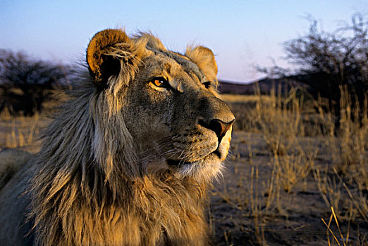 纳米比亚,雄性,狮子,肖像