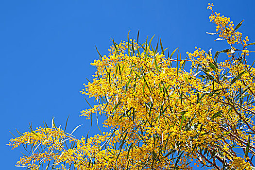 亮黄色,花,金色,刺槐