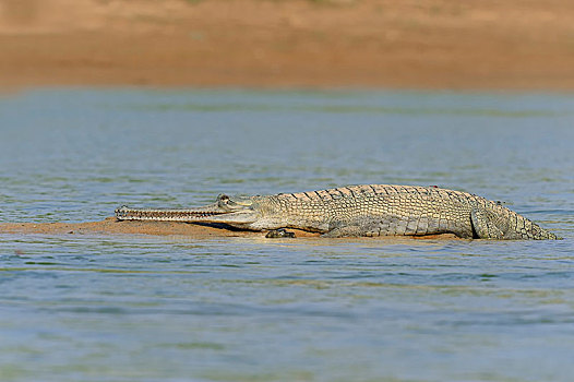 印度,鳄鱼,躺着,沙洲,北方邦,亚洲