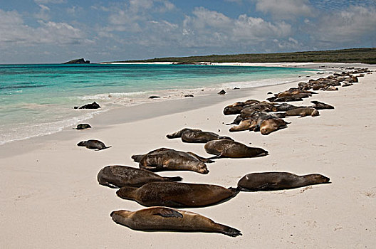 加拉帕戈斯,海狮,加拉帕戈斯海狮,群,海滩,湾,西班牙岛,加拉帕戈斯群岛,厄瓜多尔
