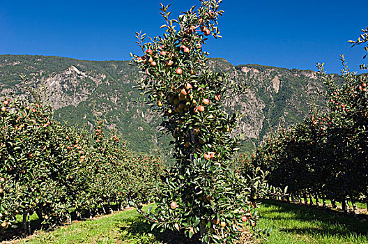 苹果园,特兰迪诺,南蒂罗尔,意大利,欧洲