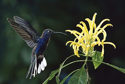 紫罗兰,蜂鸟,飞,靠近,花,雨林,哥斯达黎加