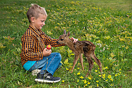 手,男孩,坐,驯服,鹿,草地,施蒂里亚,奥地利,欧洲