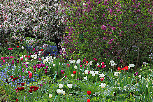 花园,花,春天