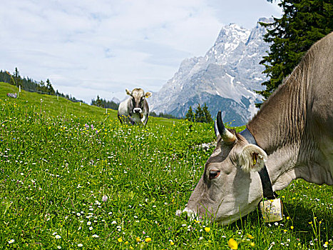 灰色,高山,母牛,放牧
