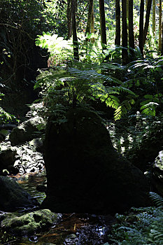 热带植物园