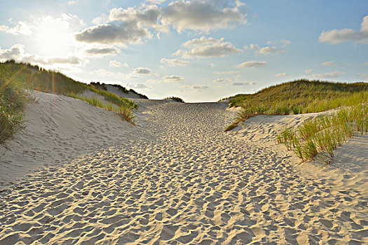 小路,沙丘,海滩,太阳,夏天,东方,岛屿,北海,下萨克森,德国