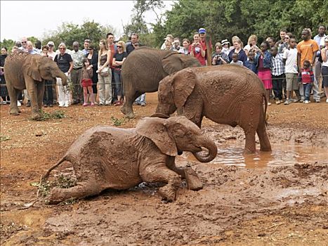 游人,看,婴儿,大象,玩,钟点,总部,内罗毕国家公园