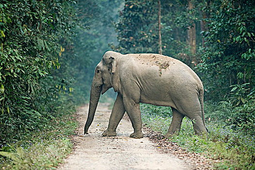 亚洲象,象属,长臂猿,阿萨姆邦,印度
