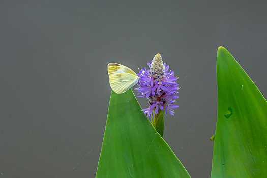 蝴蝶,蝶恋花