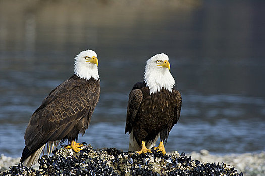 阿拉斯加,通加斯国家森林,两个,白头鹰,海雕属,雕,扫瞄,围绕,水,栖息,贻贝,遮盖,礁石