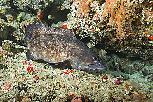 石斑鱼,石斑鱼属,靠近,珊瑚礁,印度洋,马尔代夫,亚洲