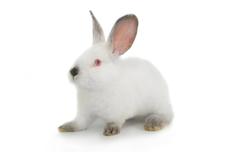 白色,可爱,兔子,白色背景