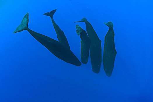 抹香鲸,群,水下,加勒比海,多米尼克