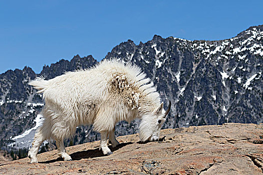 美国,华盛顿,高山,湖,荒野,石山羊