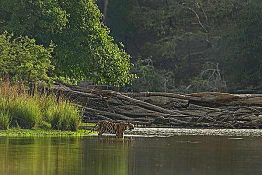 孟加拉,印度虎,虎,站立,湖岸,狰狞,伦滕波尔国家公园,拉贾斯坦邦,印度,亚洲