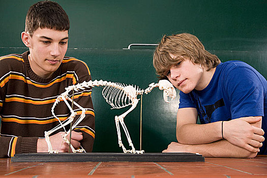 两个,学生,看,猫,骨骼
