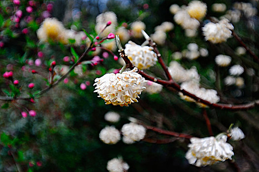 结香花