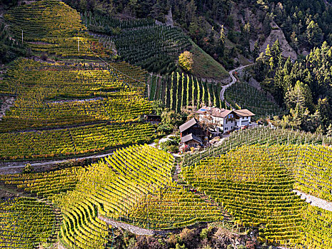 葡萄种植,靠近,南蒂罗尔,秋天,中欧,意大利,大幅,尺寸