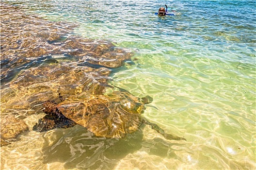 绿海龟,游泳,海洋,毛伊岛,夏威夷