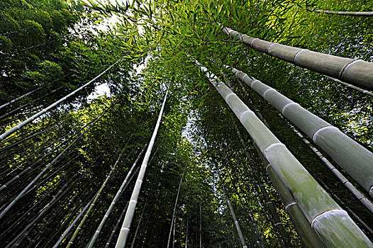 竹林,岚山,京都,关西,日本