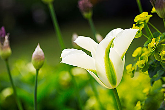 特写,花,白色,郁金香