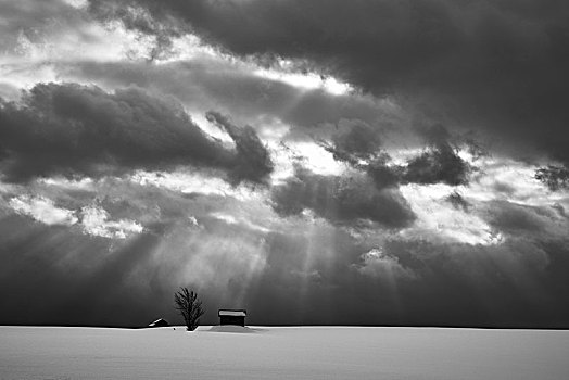 积雪,冬季风景,生动,天空,两个,小,房子,孤树,远景,美瑛